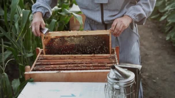 若い養蜂家は養蜂家と一緒に働き蜂蜜を食べる — ストック動画