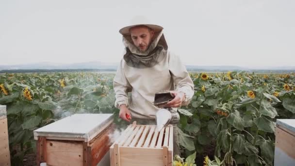Jungimker Arbeiten Mit Bienen Bienenhaus Und Essen Honig — Stockvideo