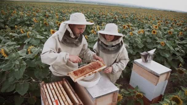 Genç Arıcılar Arılarla Çalışır Bal Yerler — Stok video