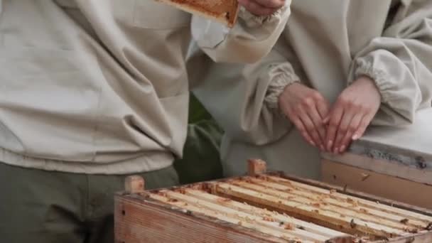 Jonge Imkers Werken Met Bijen Bijenstal Eten Honing — Stockvideo