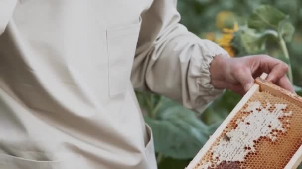 Νεαροί Μελισσοκόμοι Εργάζονται Μέλισσες Στο Μελισσοκομείο Και Τρώνε Μέλι — Αρχείο Βίντεο