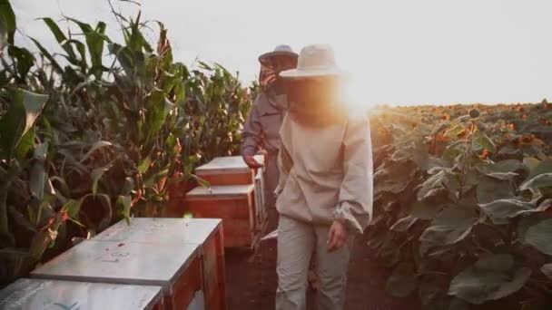 幼小的养蜂人在蜂房里与蜜蜂一起工作 吃蜂蜜 — 图库视频影像