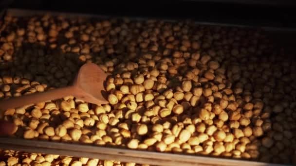 Hasselnötssammansättning Och Backgorund Turkiska Hasselnötter Ekologisk Naturlig Mat Närbild Hasselnötter — Stockvideo