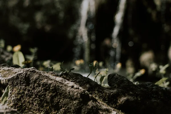Vahşi Doğanın Arka Planında Güzel Bir Şelale — Stok fotoğraf