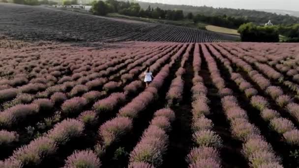 Dromerig Inspirerend Luchtfoto Van Vrouw Lopen Door Lavendelvelden Bij Zonsopgang — Stockvideo
