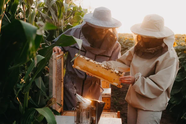 A young family of beekeepers works on a farm producing honey in sunflowers at sunset. Honey production concept