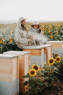 Genç bir arı yetiştiricisi ailesi gün batımında ayçiçeklerinde bal üreten bir çiftlikte çalışıyor. Bal üretim konsepti