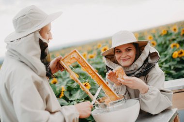 Genç arıcılar arılarla çalışır ve bal yerler. Genç bir arı yetiştiricisi ailesi ayçiçekli bir tarlada bal toplar. Bal toplama konsepti