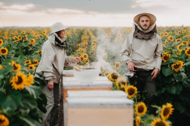 Genç arıcılar arılarla çalışır ve bal yerler. Genç bir arı yetiştiricisi ailesi ayçiçekli bir tarlada bal toplar. Bal toplama konsepti