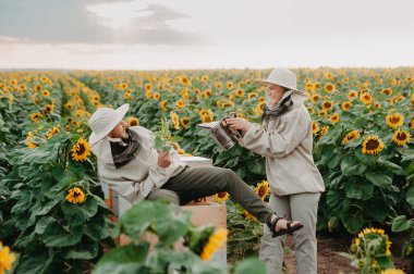 Genç arıcılar arılarla çalışır ve bal yerler. Genç bir arı yetiştiricisi ailesi ayçiçekli bir tarlada bal toplar. Bal toplama konsepti