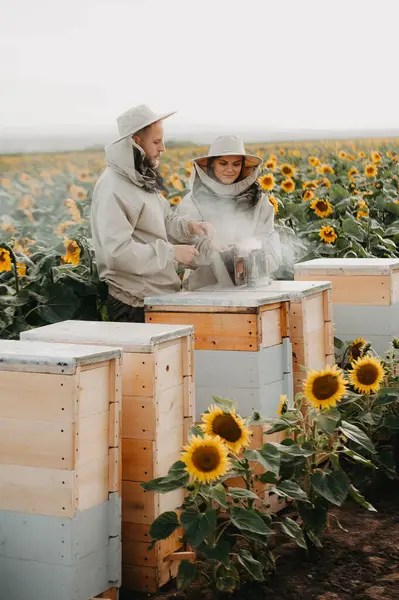 A young family of beekeepers works on a farm producing honey in sunflowers at sunset. Honey production concept