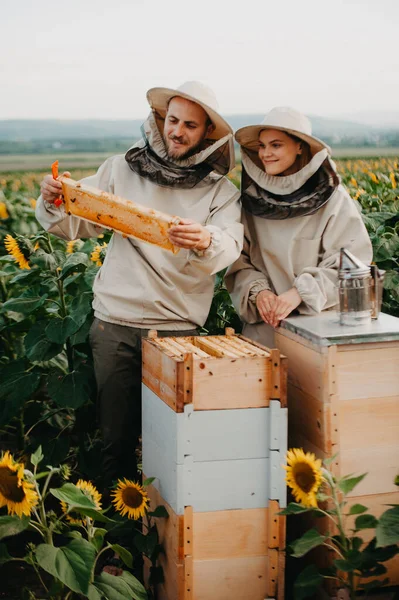 Молодой Семейный Пчеловод Работает Ферме Производству Меда Подсолнухах Закате Концепция — стоковое фото