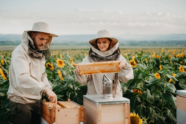 A young positive family beekeeper works on a farm producing honey in sunflowers at sunset. Honey production concept