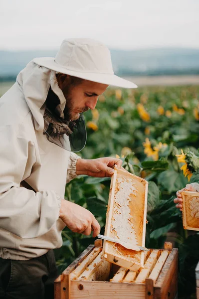 A young positive family beekeeper works on a farm producing honey in sunflowers at sunset. Honey production concept