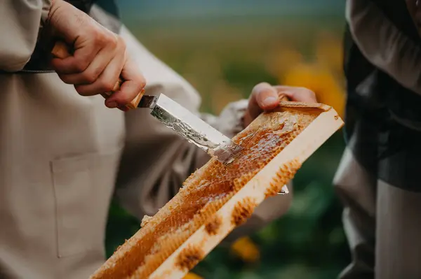 Young Positive Family Beekeeper Works Farm Producing Honey Sunflowers Sunset — Stock Photo, Image