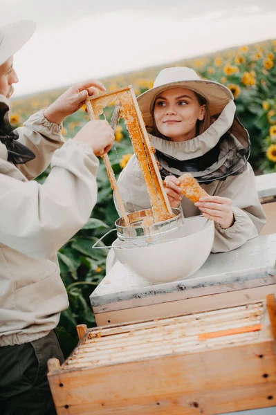Young beekeepers work with bees in the apiary and eat honey.A young family of beekeepers collects honey in a field with sunflowers. Honey collection concept