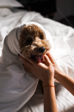 Minik zencefilli kanişin üstünde poz veren oyuncak köpek. Oyuncak köpek cinsi.