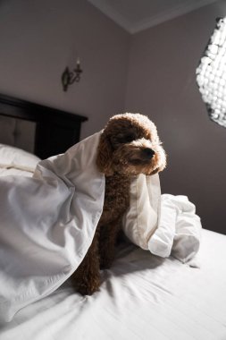 Minik zencefilli kanişin üstünde poz veren oyuncak köpek. Oyuncak köpek cinsi.