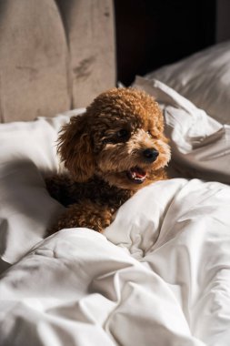 Minik zencefilli kanişin üstünde poz veren oyuncak köpek. Oyuncak köpek cinsi.