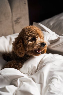 Minik zencefilli kanişin üstünde poz veren oyuncak köpek. Oyuncak köpek cinsi.