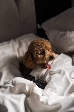 Minik zencefilli kanişin üstünde poz veren oyuncak köpek. Oyuncak köpek cinsi.