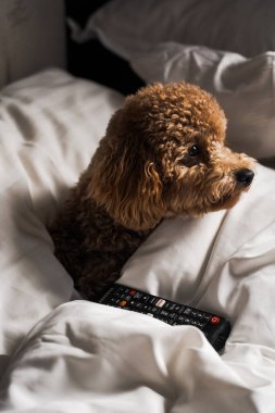 Minik zencefilli kanişin üstünde poz veren oyuncak köpek. Oyuncak köpek cinsi.