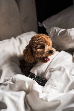 Minik zencefilli kanişin üstünde poz veren oyuncak köpek. Oyuncak köpek cinsi.