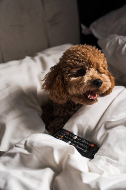 Minik zencefilli kanişin üstünde poz veren oyuncak köpek. Oyuncak köpek cinsi.