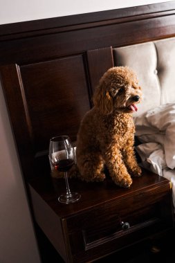 Minik zencefilli kanişin üstünde poz veren oyuncak köpek. Oyuncak köpek cinsi.