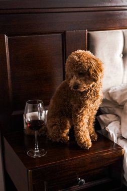 Minik zencefilli kanişin üstünde poz veren oyuncak köpek. Oyuncak köpek cinsi.