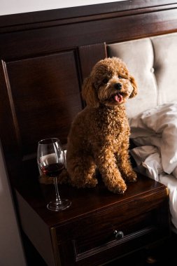 Minik zencefilli kanişin üstünde poz veren oyuncak köpek. Oyuncak köpek cinsi.