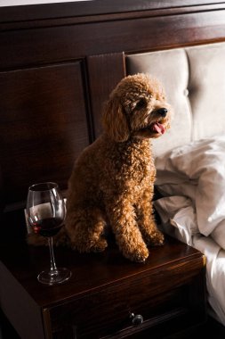 Minik zencefilli kanişin üstünde poz veren oyuncak köpek. Oyuncak köpek cinsi.