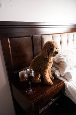 Minik zencefilli kanişin üstünde poz veren oyuncak köpek. Oyuncak köpek cinsi.