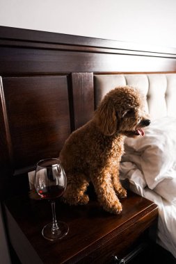 Minik zencefilli kanişin üstünde poz veren oyuncak köpek. Oyuncak köpek cinsi.