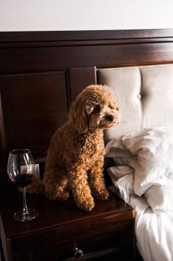 Minik zencefilli kanişin üstünde poz veren oyuncak köpek. Oyuncak köpek cinsi.