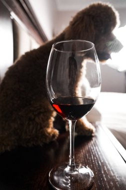 Minik zencefilli kanişin üstünde poz veren oyuncak köpek. Oyuncak köpek cinsi.