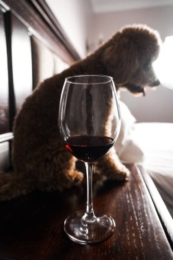 Minik zencefilli kanişin üstünde poz veren oyuncak köpek. Oyuncak köpek cinsi.