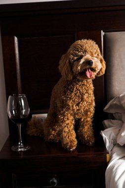 Minik zencefilli kanişin üstünde poz veren oyuncak köpek. Oyuncak köpek cinsi.