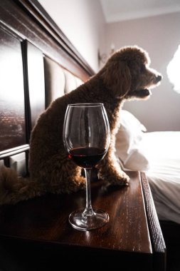 Minik zencefilli kanişin üstünde poz veren oyuncak köpek. Oyuncak köpek cinsi.