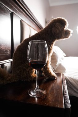 Minik zencefilli kanişin üstünde poz veren oyuncak köpek. Oyuncak köpek cinsi.