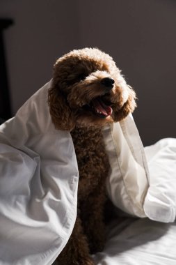 Minik zencefilli kanişin üstünde poz veren oyuncak köpek. Oyuncak köpek cinsi.