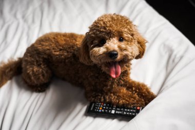 Minik zencefilli kanişin üstünde poz veren oyuncak köpek. Oyuncak köpek cinsi.