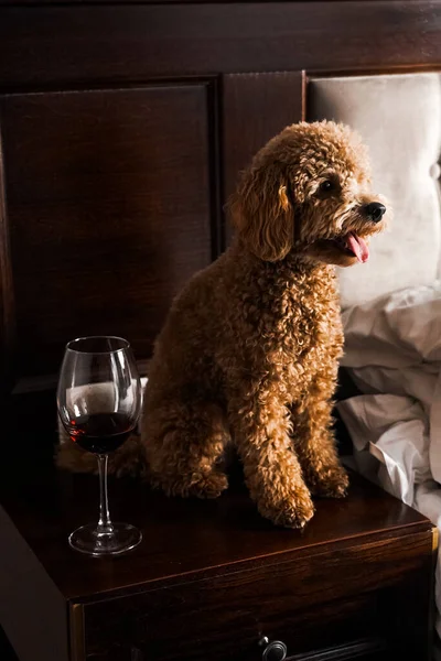 Minik zencefilli kanişin üstünde poz veren oyuncak köpek. Oyuncak köpek cinsi.