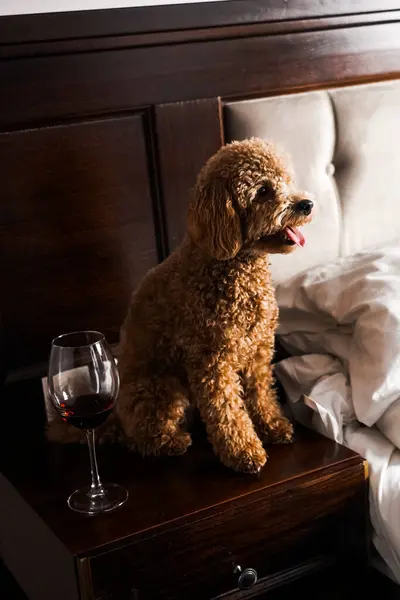 Minik zencefilli kanişin üstünde poz veren oyuncak köpek. Oyuncak köpek cinsi.