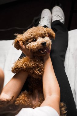 Genç bir kadın yatakta oyuncak köpekle oynuyor ve poz veriyor. Hayvanlarla arkadaşlık kavramı.