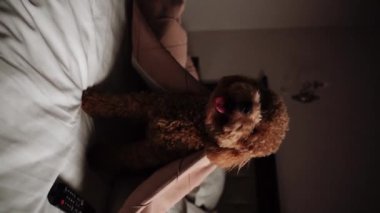 Minik zencefilli kanişin üstünde poz veren oyuncak köpek. Oyuncak köpek konsepti.