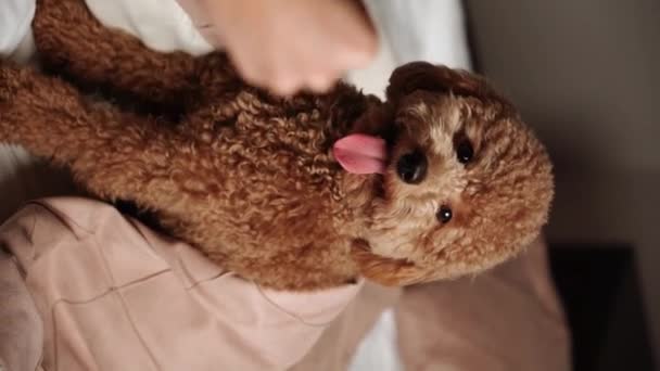 Teddy Pies Pozowanie Sofie Small Pudel Imbir Dog Teddy Rasy — Wideo stockowe