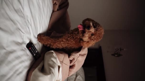 泰迪狗在沙发上摆姿势 小生姜狮子狗 泰迪培育狗的概念 垂直视频 — 图库视频影像