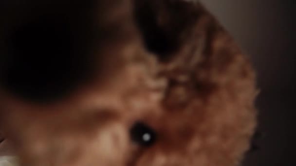 Teddy Собака Позирует Sofa Small Рыжий Пудель Dog Teddy Породы — стоковое видео