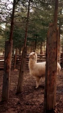 Ormanda bir alpaka iğnesi. Çam ormanındaki bir muhafaza içinde Alpaca. Gerçek bir lama şutu. Dikey video